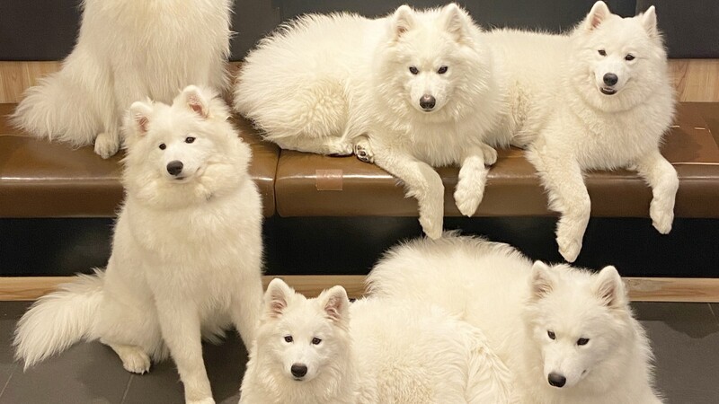 Samoyed/365DayDenim サモエド デニム MY SAMOYED] 365 Day Denim (Wash Denim) | ファッション通販