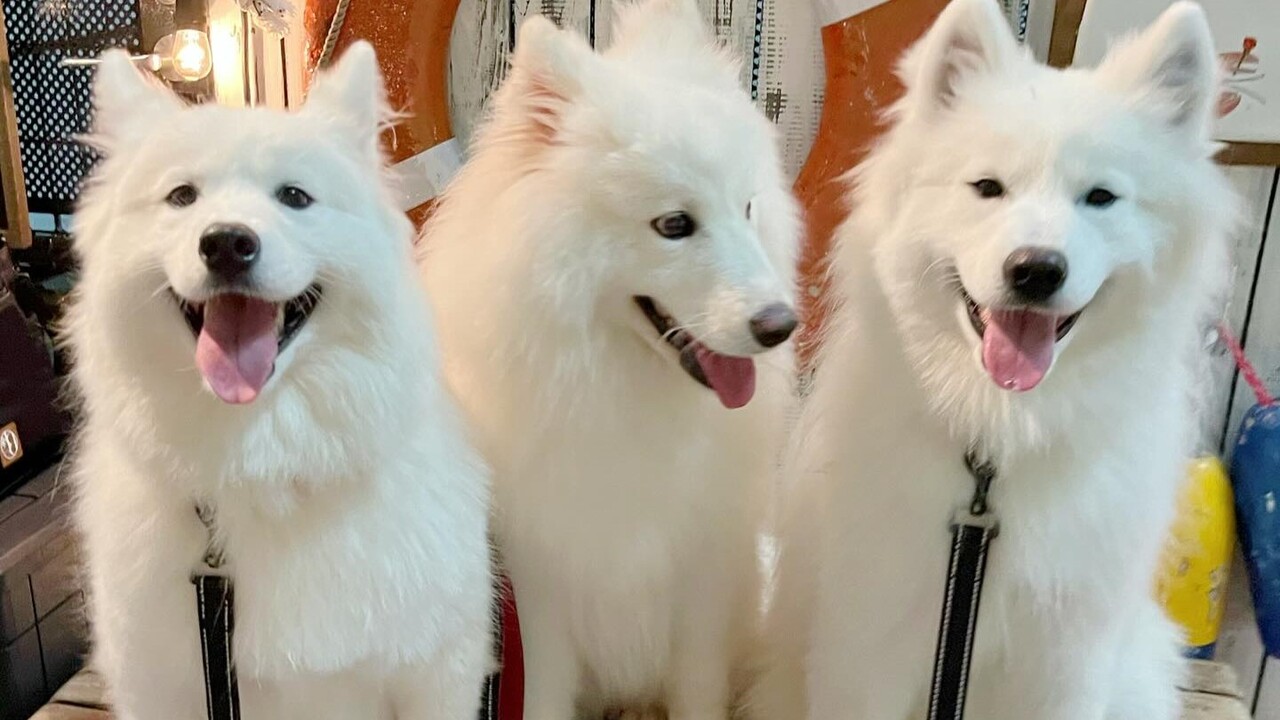 Samoyed Cafe moffu Takeshita Street - Restaurant Guide - TableCheck