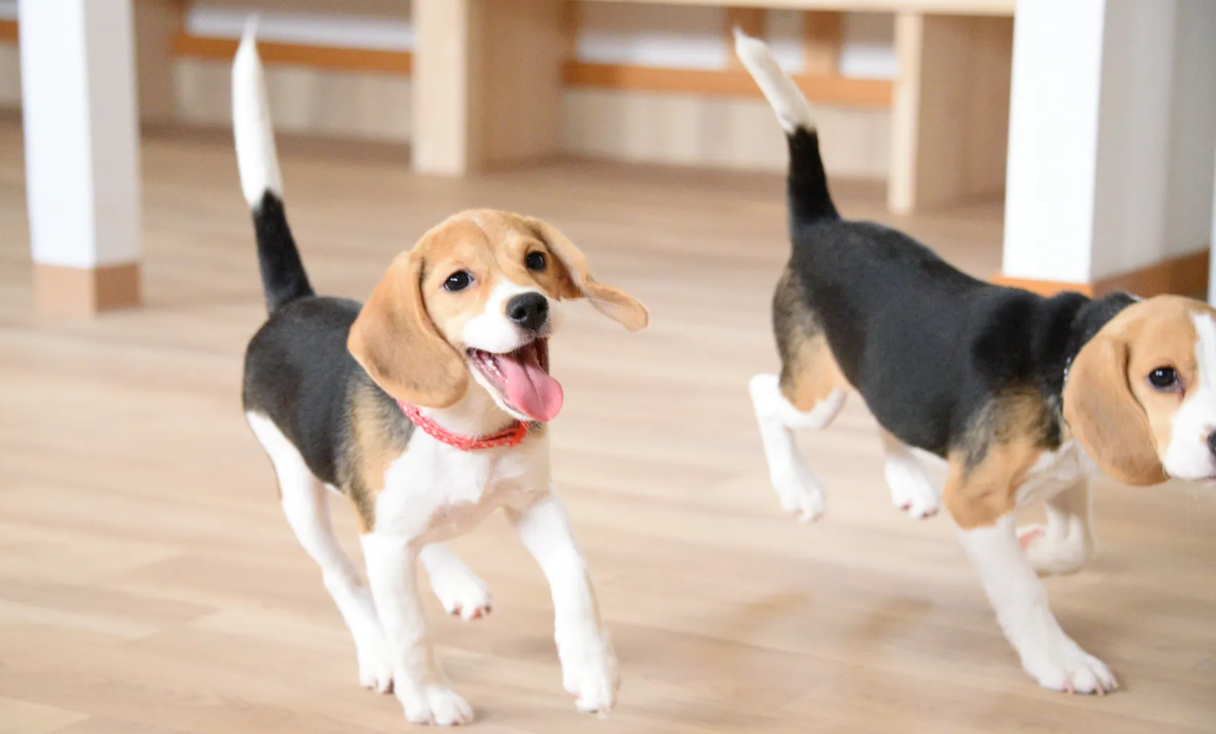 BEAGLE CAFE RAPPYの施設画像1