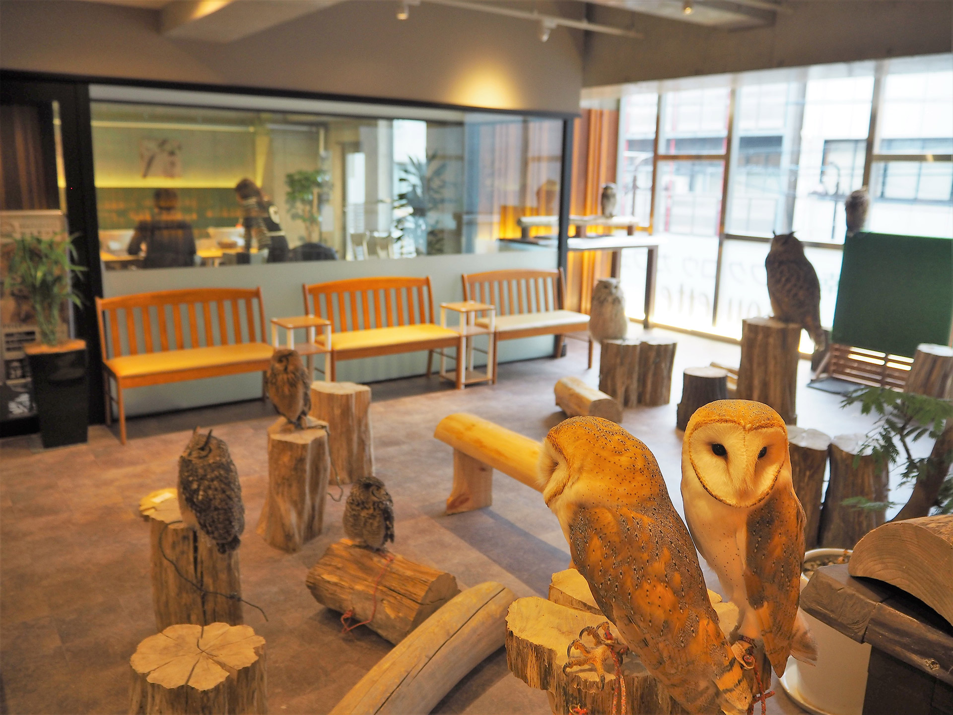 大阪心斎橋 幸せのフクロウカフェchouette（シュエット） - Restaurant