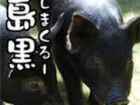 The island black (Shimakuru) is fully enjoyed! 【90min All you can drink 】【8ppl～】