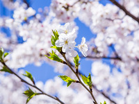 3月23日(月)～4月11日(土）春の特別ディナーコース 　