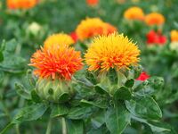 【ランチ】月替りの花のコース
