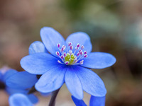 【ディナー】月替わりの花のコース