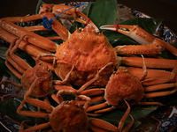 [ຫ້ອງສ່ວນຕົວ] ຫຼັກສູດພິເສດຂອງປູ Matsuba, ກະປູ Kobako, ຊີ້ນງົວ Wagyu, ແລະອາຫານທະເລຕາມລະດູການ, ປະມານ 13 ອາຫານລວມ.