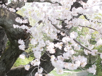 桜ランチ　ーフルコースー