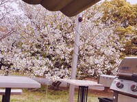 [Cherry Blossom Viewing Party Plan] 3-hour stay + complimentary bottle of rose sparkling wine for toast ♪