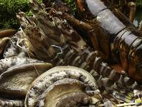 スペシャルコース