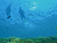 [13:30] Snorkeling Adult (ages 13-65)