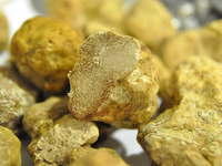 【12月限定】　白トリュフコース