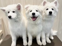 ≪平日≫通常チケット（50分）