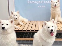 ≪토일요일 공휴일≫ 통상 티켓(50분)