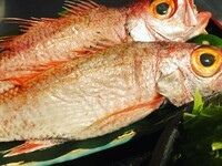 [Kamogawa River summer seating] Nodoguro shabu-shabu hotpot course, 6 dishes