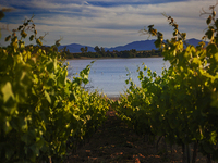 Argiolas Wine Maker's Dinner
