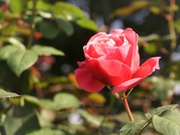 Option: 1 rose flower @ 1,000 yen