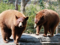 [Sat, Sun & Holidays] Kobe Animal Kingdom & GOCOCU Dinner Buffet — 90 minutes 🔷 Adult