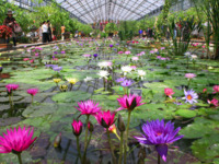 【WEB 한정】도부츠 왕국 입원 첨부 🐶 마실 차 뷔페 포함 세트 플랜