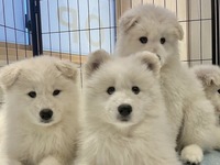 Weekends and Holidays: Private plan (50 minutes) ¥45,000