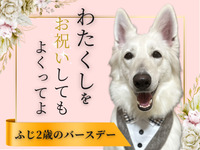 Admission ticket (Saturdays, Sundays, and hdays)