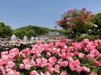 [For JFR Card Members] Suma Rikyu "Royal Rose Garden" Ticket + Special Rose Lunch