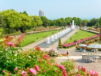 [For JFR Card Members] Suma Rikyu "Royal Rose Garden" Guided Tour + Special Rose Lunch