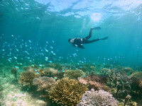 【General Fee】 Coral field tour diving Adults and children are the same price (ages 13 to 64) (shoulder)