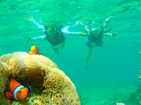 A:Boat Snorkel tour Adult 90min （season A）_2025 3/1-4/25,5/7-6/30,10/1-2/28