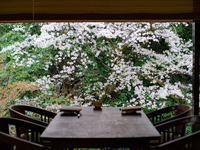 【Dinner】Sakura course