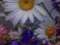 Wistful Wildflowers High Tea 