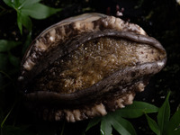 【初夏の極コース】　55,000円