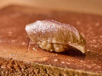 [握壽司午餐] 5,500日圓套餐（僅限週六週日午餐）