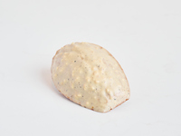 Madeleine à la Vanille de Madagascar 