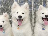 ≪夏休み期間 (土日祝)≫通常チケット (50分)