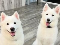 ≪夏休み期間 (平日)≫通常チケット （50分）