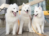 <<Summer Vacation Period (Weekdays)>> Regular Ticket (50 minutes)