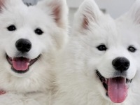 ≪여름방학기간(토일축)≫통상 티켓(50분)