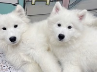 <<Summer Vacation Period (Weekdays)>> Regular Ticket (50 minutes)