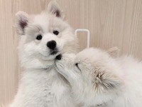 <<Summer Vacation Period (Weekdays)>> Regular Ticket (50 minutes)