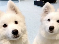 ≪夏休み期間 (土日祝)≫通常チケット（50分）