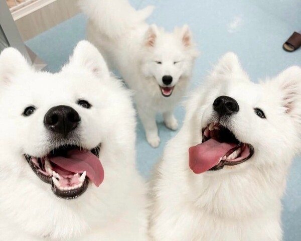 1a30e00a.jpg?1753257690