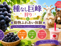★40-minute unlimited eating of seedless Kyoho grapes + animal petting experience ~ includes strawberry smoothie and crepe ~ [Weekdays]