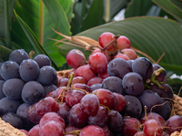 A seasonal luxury that can only be enjoyed at this time of year! All-you-can-eat Yamanashi farm-fresh grape with a salad bar! [Weekends and holidays]