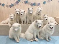 Weekends and Holidays: Private plan (50 minutes) ¥45,000