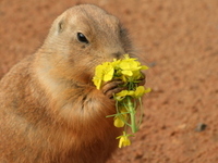 【 ビュッフェ | 土日祝日 】海浜公園チケット付き (大人)
