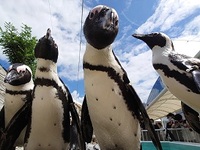 【 ビュッフェ | 土日祝日 】マリンワールド入館券付き(小学生)
