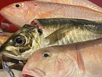 夜のおまかせコース　