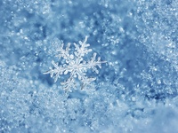 New Year's Special Lunch Course *December 30th, 31st, January 2nd, 3rd and 4th.