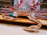 おまかせズワイ蟹コース