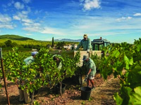 【5월 15일 한정】Torres × IÑAKI Wine maker's & Live Music Dinner