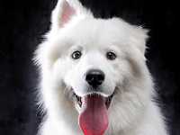 Reservations (weekdays)